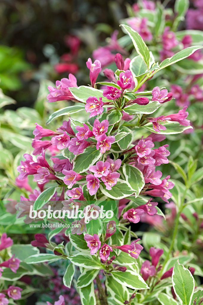 664476 - Weigela florida 'All Summer Monet'