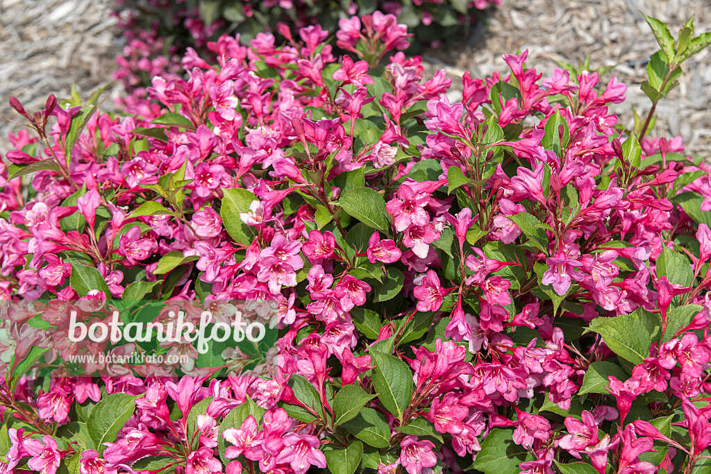 675385 - Weigela florida 'Sonic Bloom Pink'
