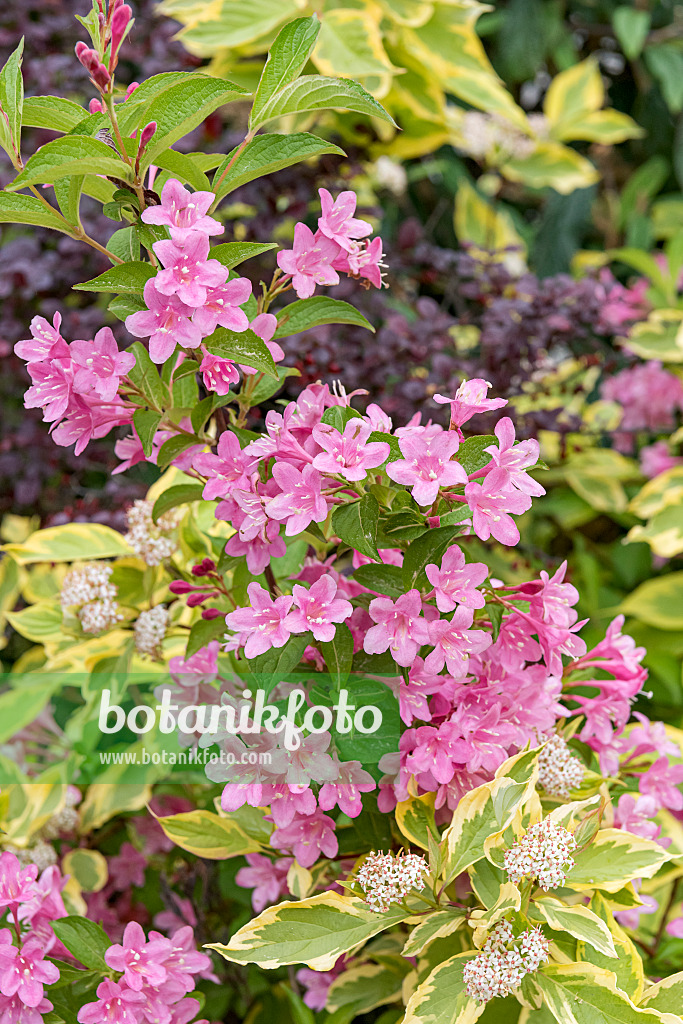 638381 - Weigela florida 'Styriaca' and Tartarian dogwood (Cornus alba 'Spaethii')