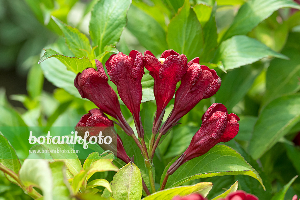 664475 - Weigélie florifère (Weigela florida 'Cherry Love')