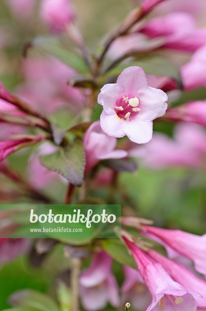 472229 - Weigélie florifère (Weigela florida 'Purpurea')
