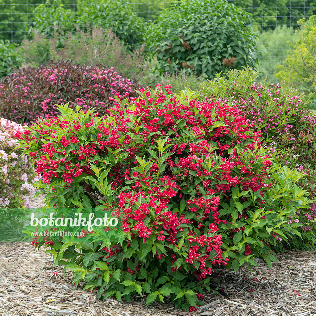 616353 - Weigélie florifère (Weigela florida 'Red Prince')