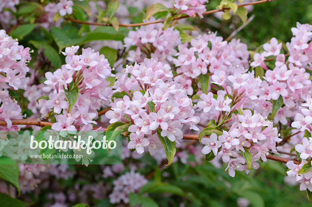472086 - Weigélie (Weigela hortensis)