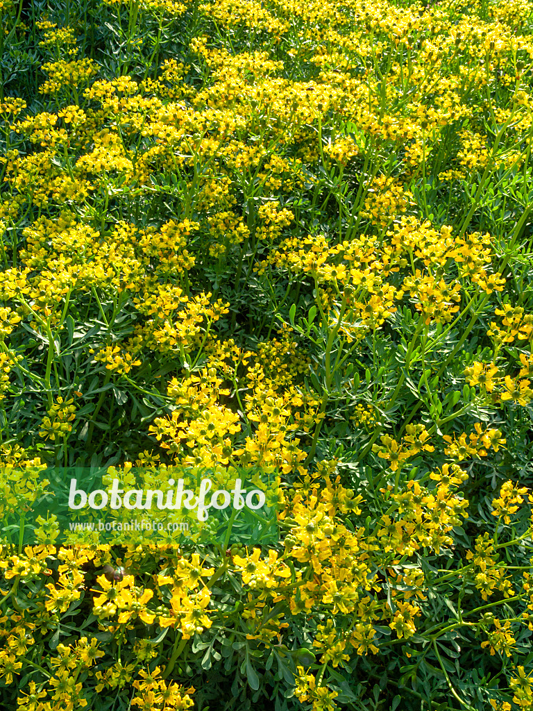 426310 - Weinraute (Ruta graveolens)