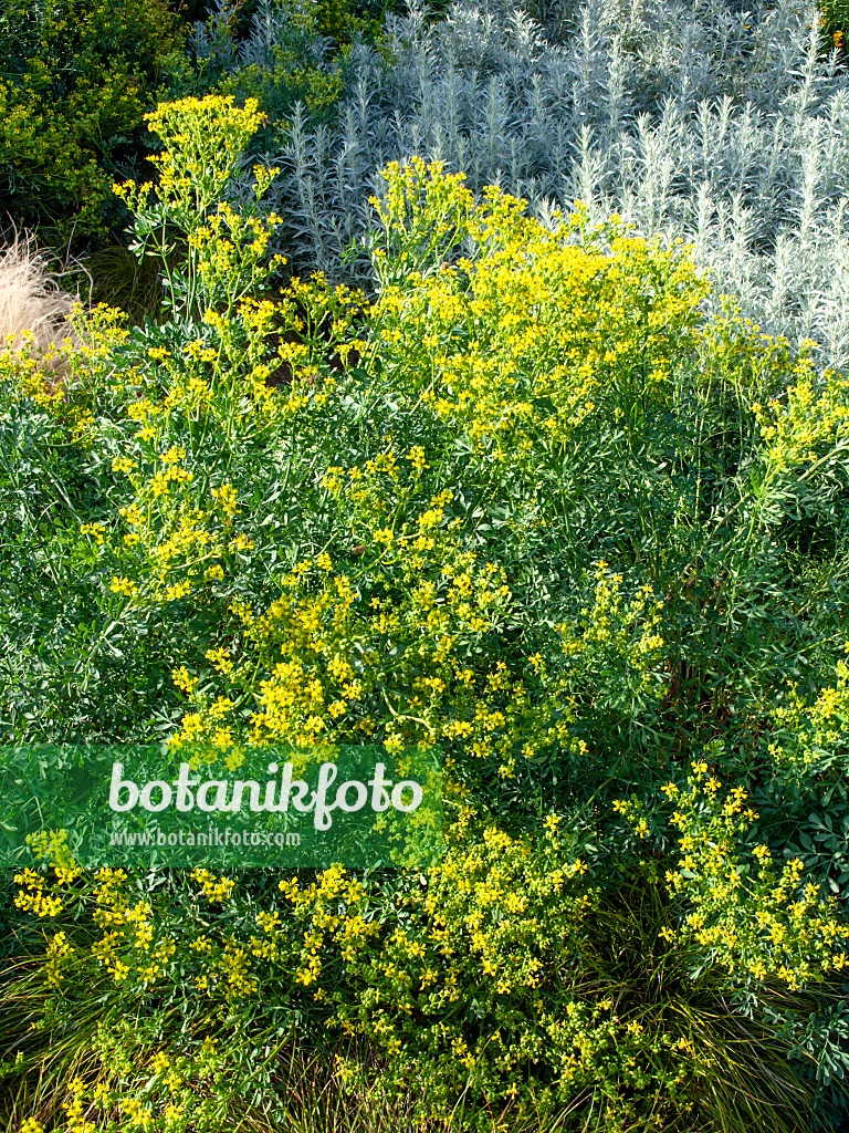 462049 - Weinraute (Ruta graveolens)