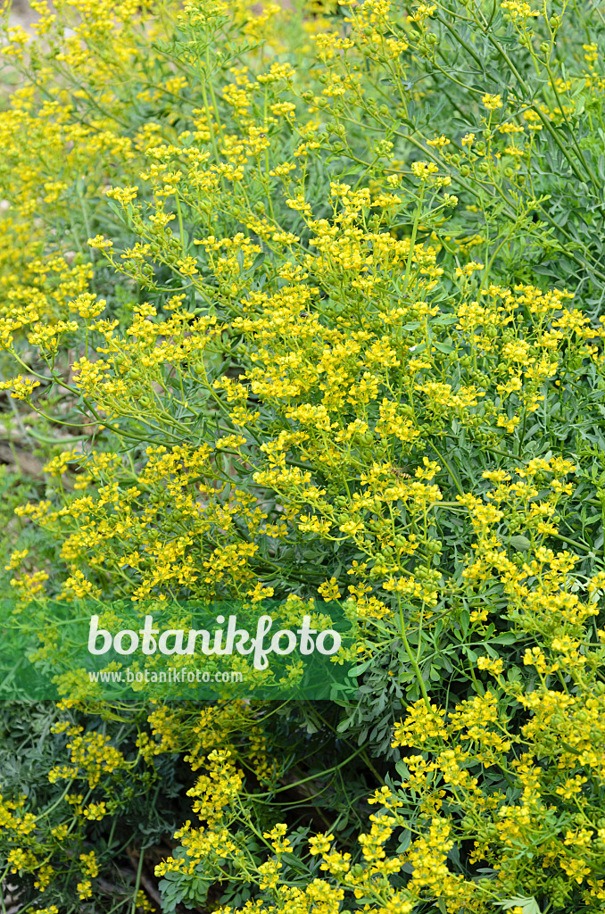 534199 - Weinraute (Ruta graveolens)