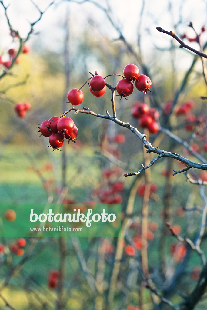384059 - Weißdorn (Crataegus pennsylvanica)