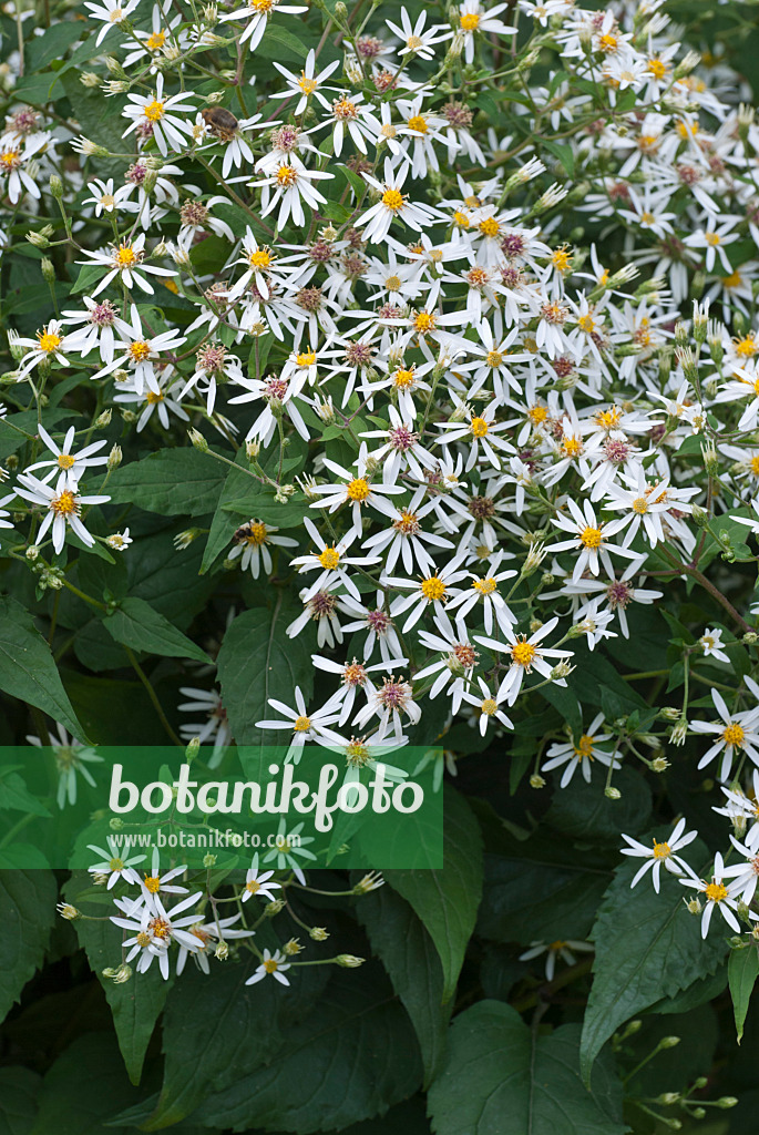 511339 - Weiße Herbstaster (Aster divaricatus)