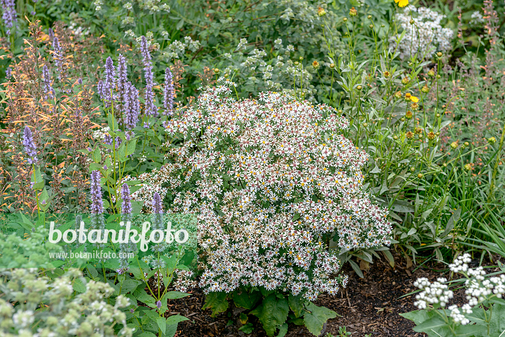 575022 - Weiße Herbstaster (Aster divaricatus 'Tradescant')