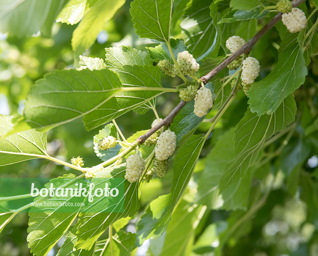 664271 - Weißer Maulbeerbaum (Morus alba)