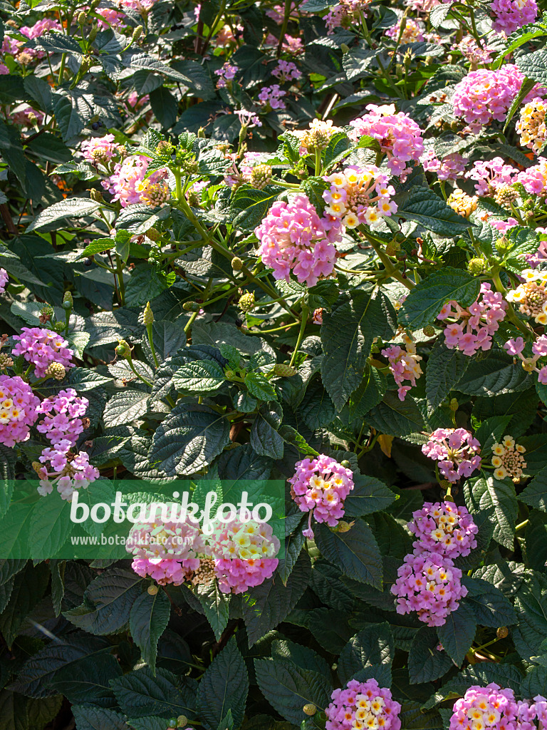 442016 - West Indian lantana (Lantana camara 'Fabiola')