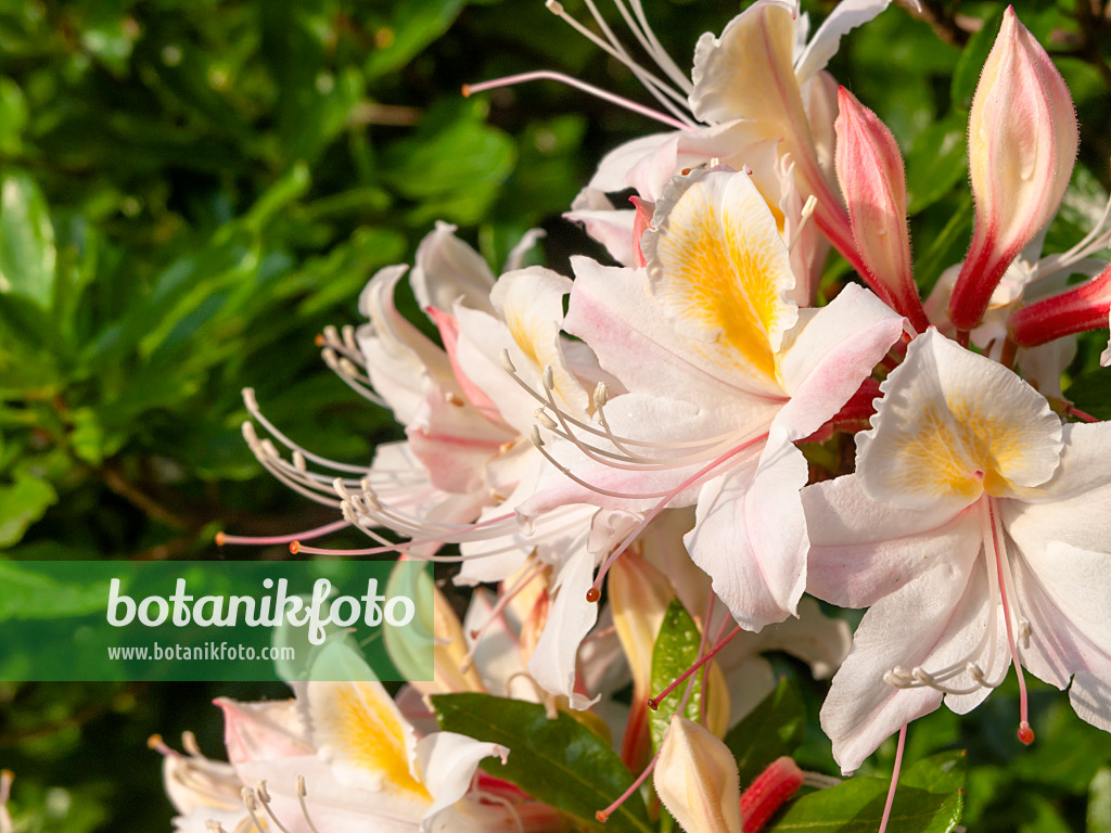 460161 - Western azalea (Rhododendron occidentale)