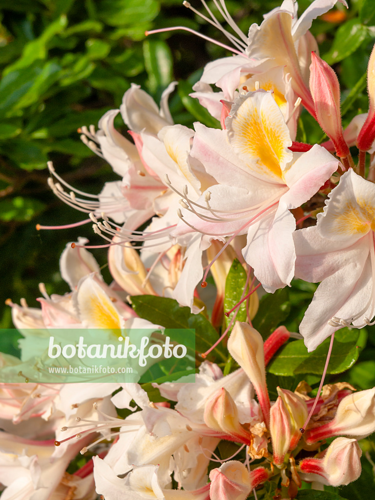 460162 - Western azalea (Rhododendron occidentale)