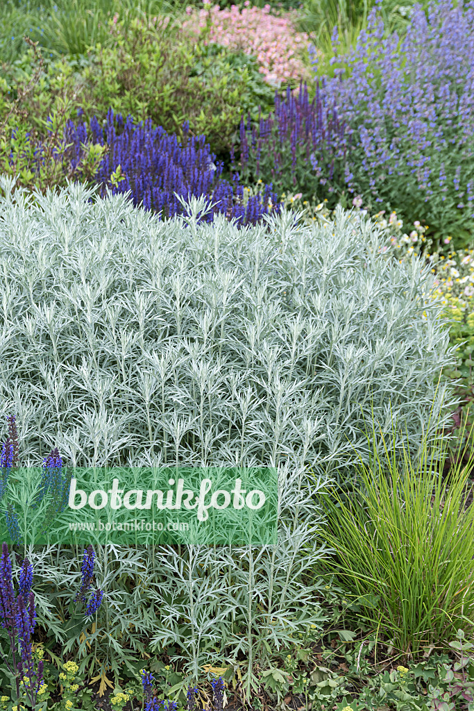 651080 - Western mugwort (Artemisia ludoviciana 'Silver Queen')