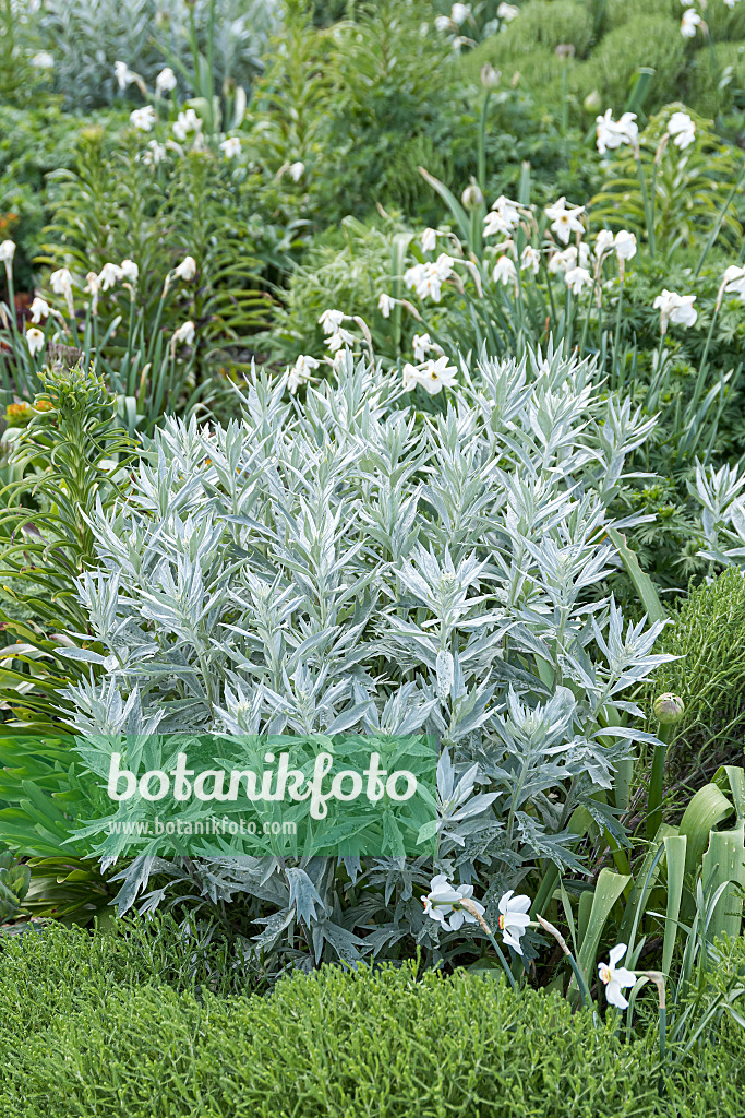 651082 - Western mugwort (Artemisia ludoviciana 'Valerie Finnis')