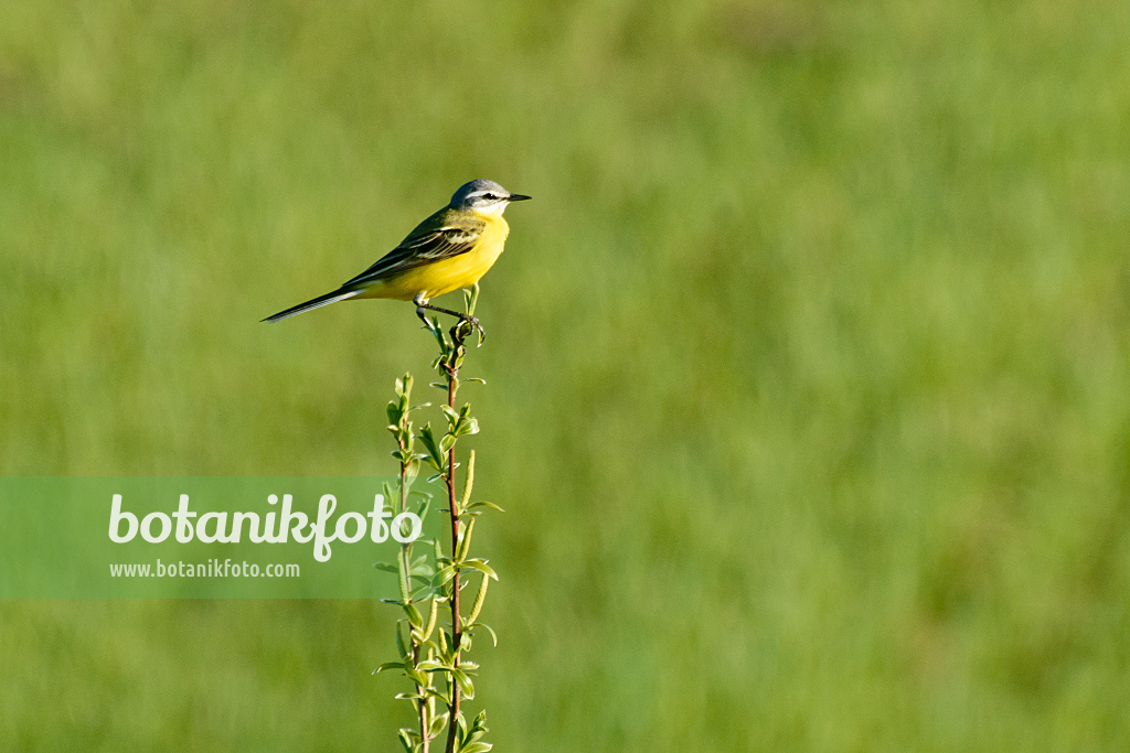 555090 - Western yellow wagtail (Motacilla flava) balances on a thin branch