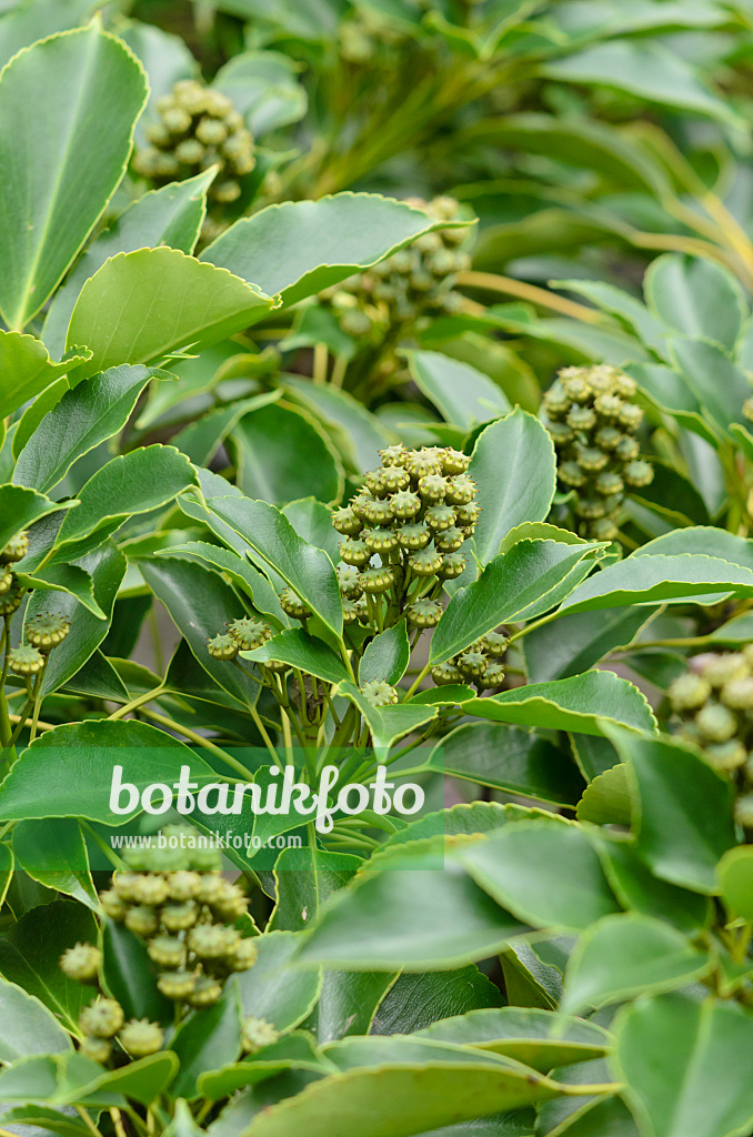 523118 - Wheel tree (Trochodendron aralioides)