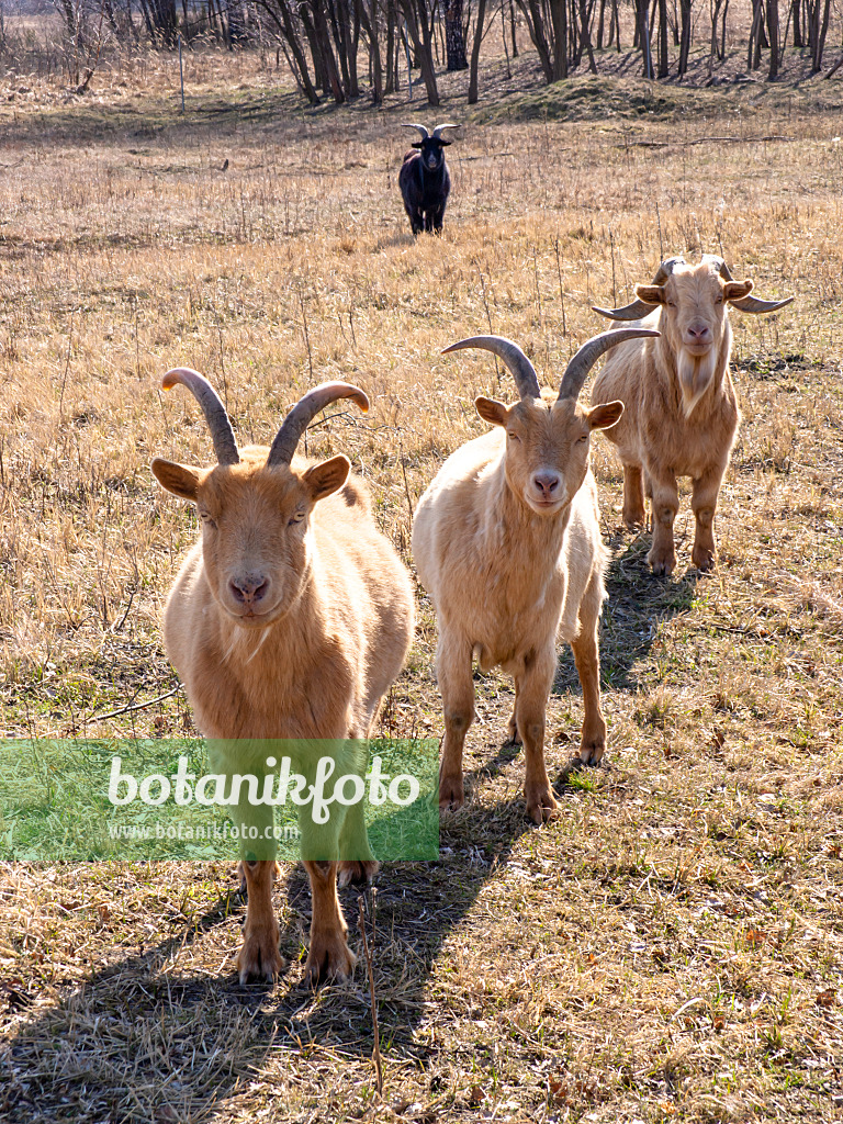 436103 - White and black domestic goats (Capra aegagrus hircus) waiting for food