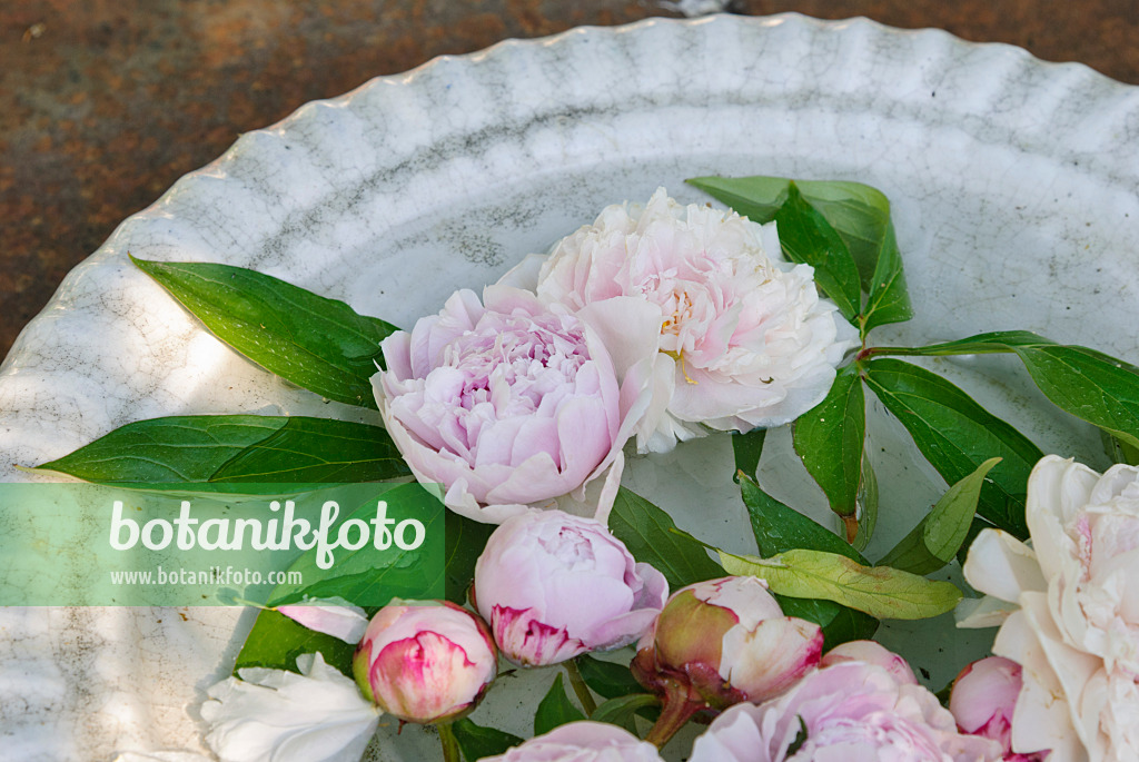475268 - White bowl with peony blossoms