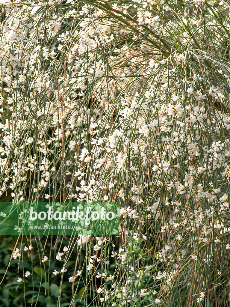 434021 - White broom (Retama monosperma)