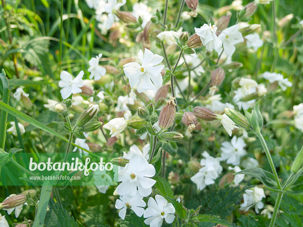 511061 - White campion (Silene latifolia)