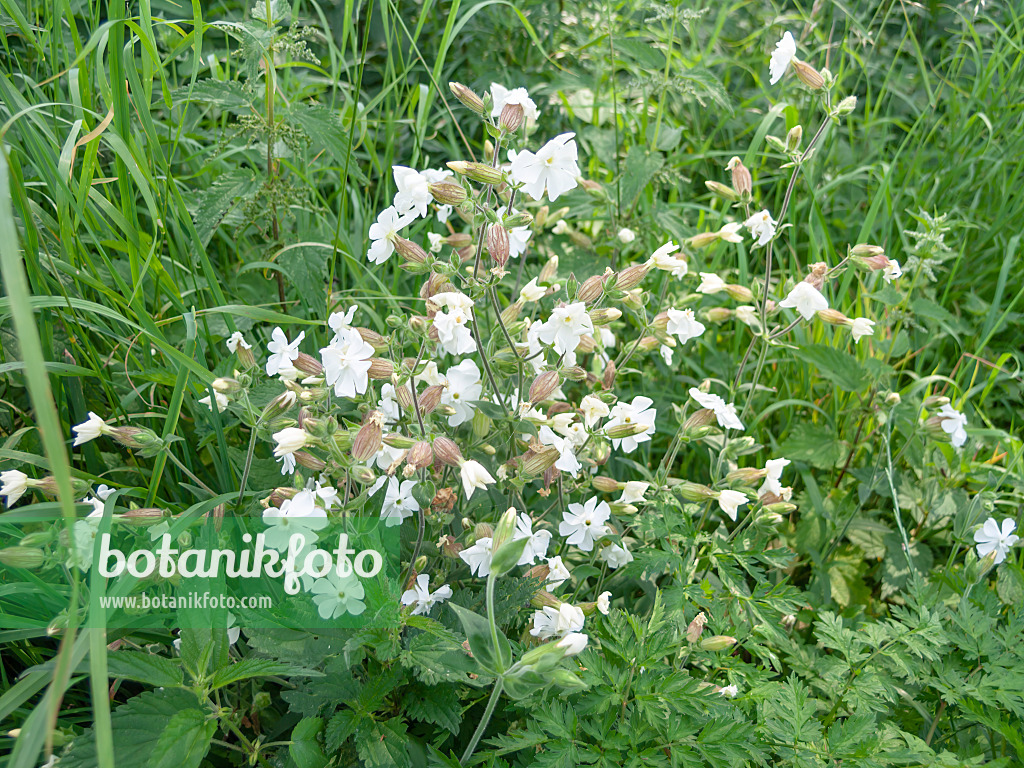 511062 - White campion (Silene latifolia)