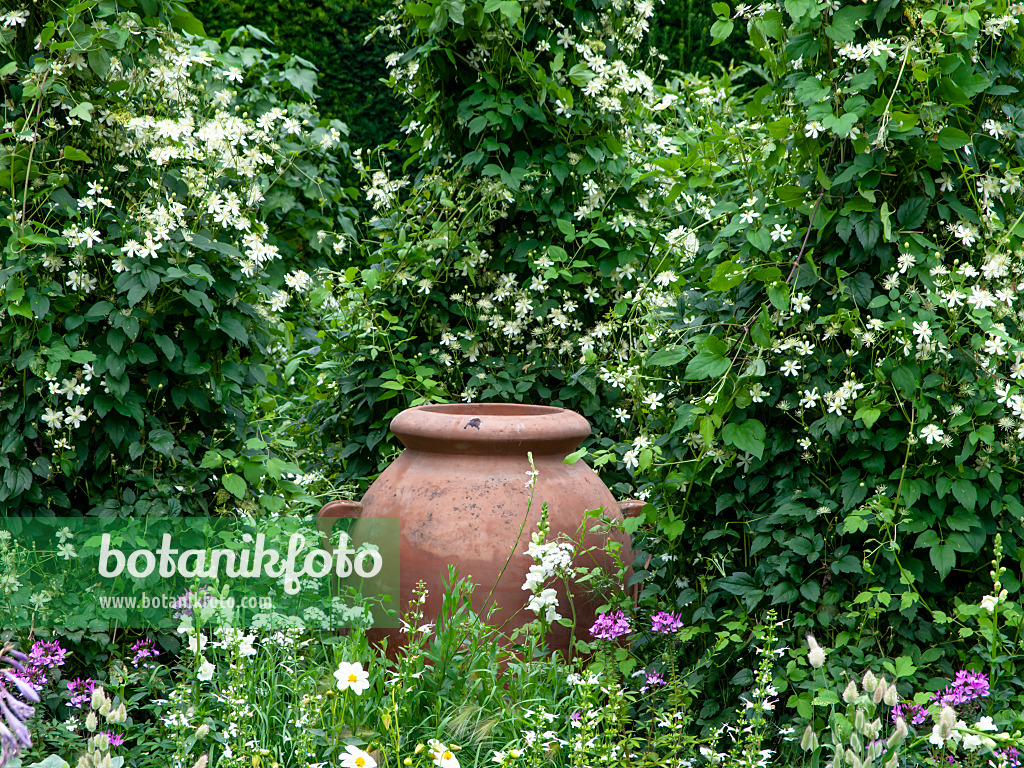 462161 - White garden with clay vase