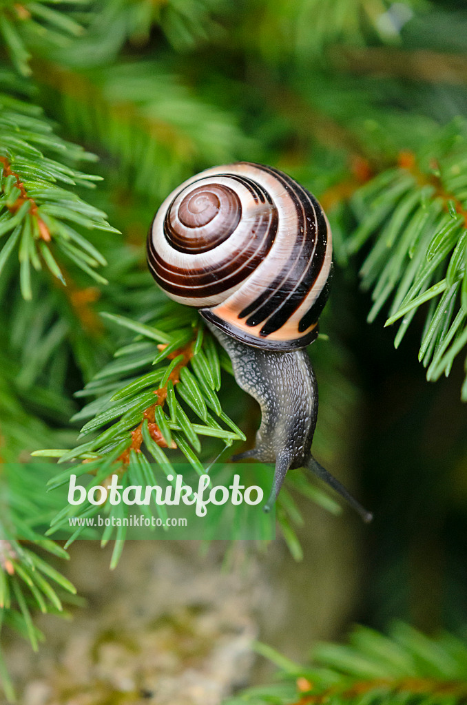 523089 - White-lipped snail (Cepaea hortensis)