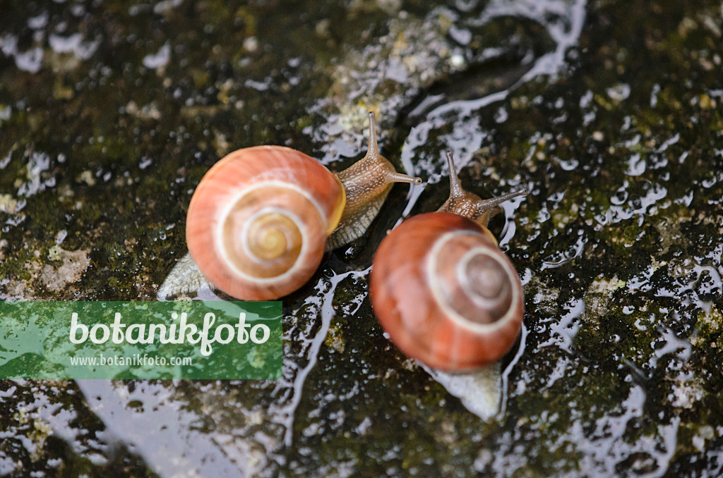 523087 - White-lipped snail (Cepaea hortensis) as a pair moving in the same direction