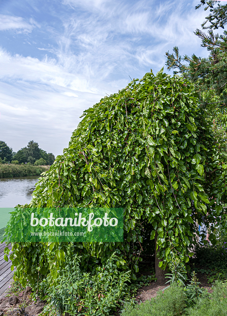 651400 - White mulberry (Morus alba 'Pendula')