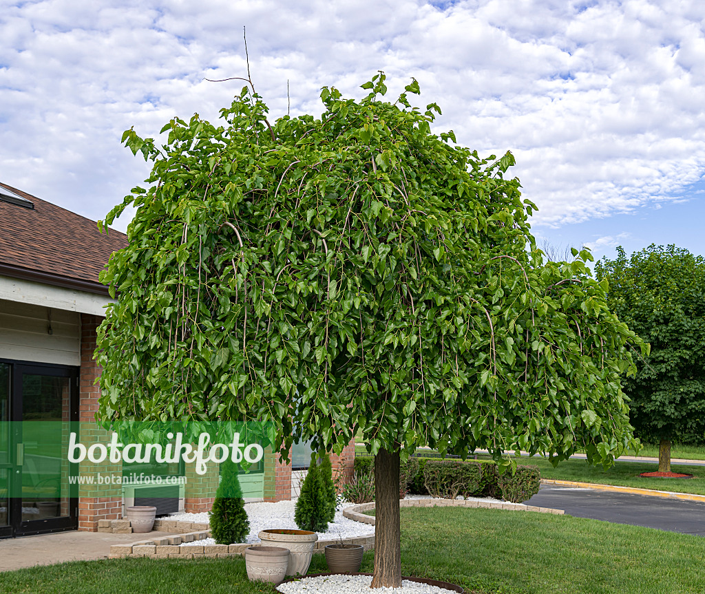 651401 - White mulberry (Morus alba 'Pendula')