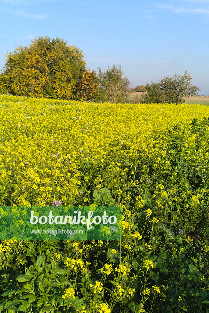 671018 - White mustard (Sinapis alba syn. Brassica alba)