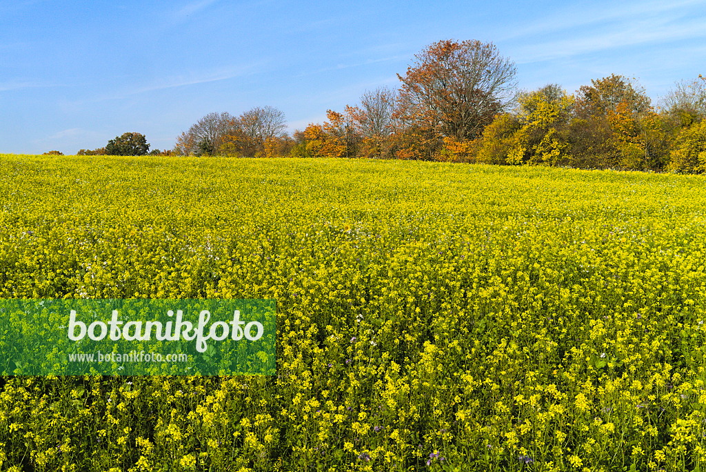 671019 - White mustard (Sinapis alba syn. Brassica alba)