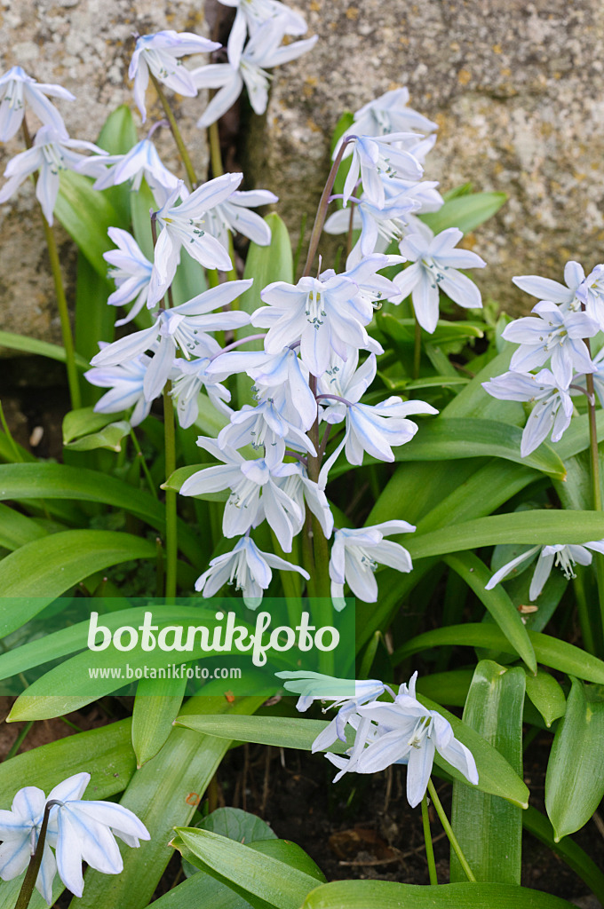470053 - White squill (Scilla mischtschenkoana)