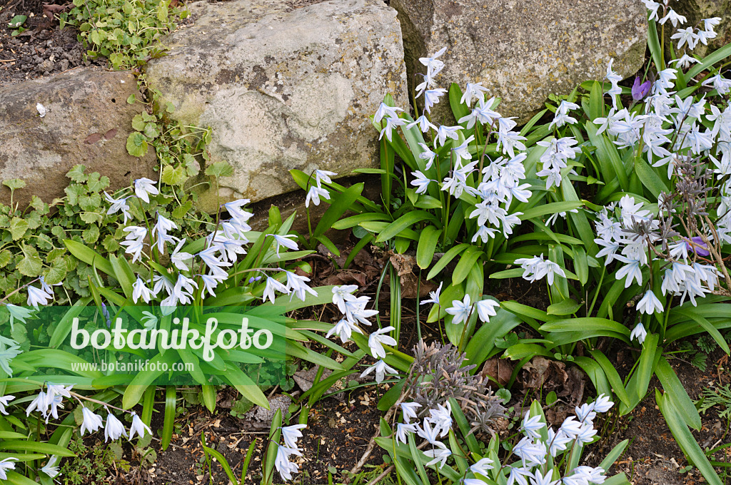 470054 - White squill (Scilla mischtschenkoana)
