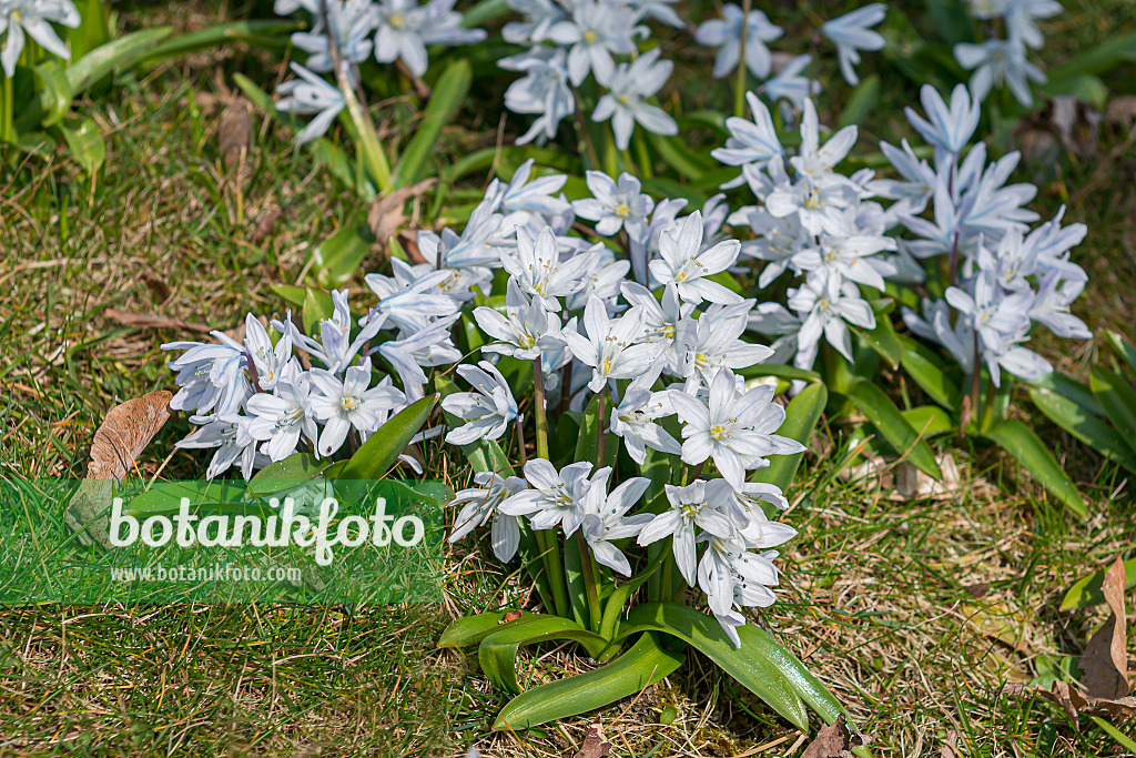651519 - White squill (Scilla mischtschenkoana)