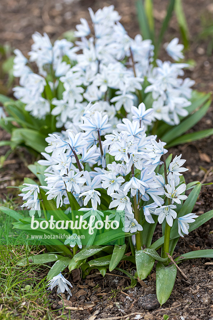651520 - White squill (Scilla mischtschenkoana)