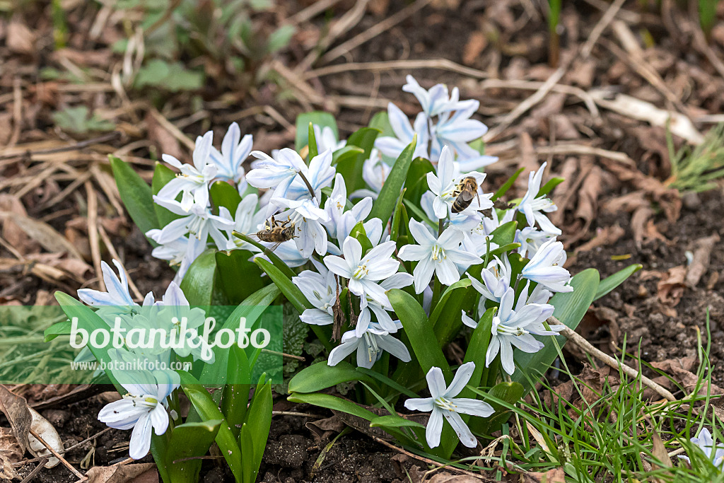 651521 - White squill (Scilla mischtschenkoana)