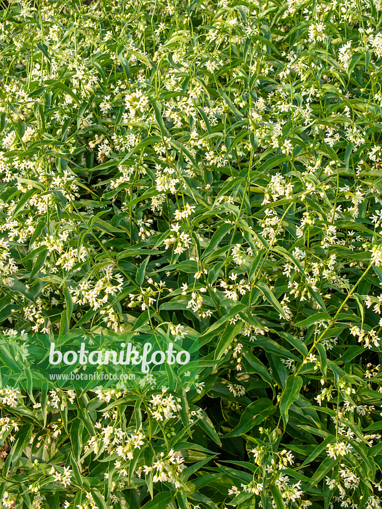 448112 - White swallowwort (Vincetoxicum hirundinaria)