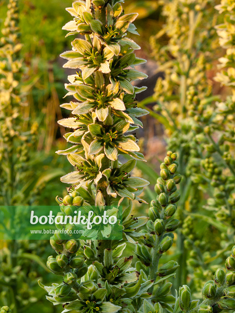 402021 - White veratrum (Veratrum album)