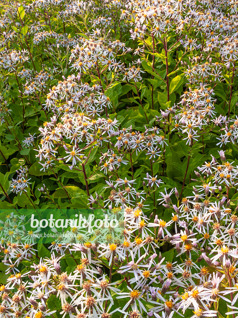 415030 - White wood aster (Aster divaricatus)