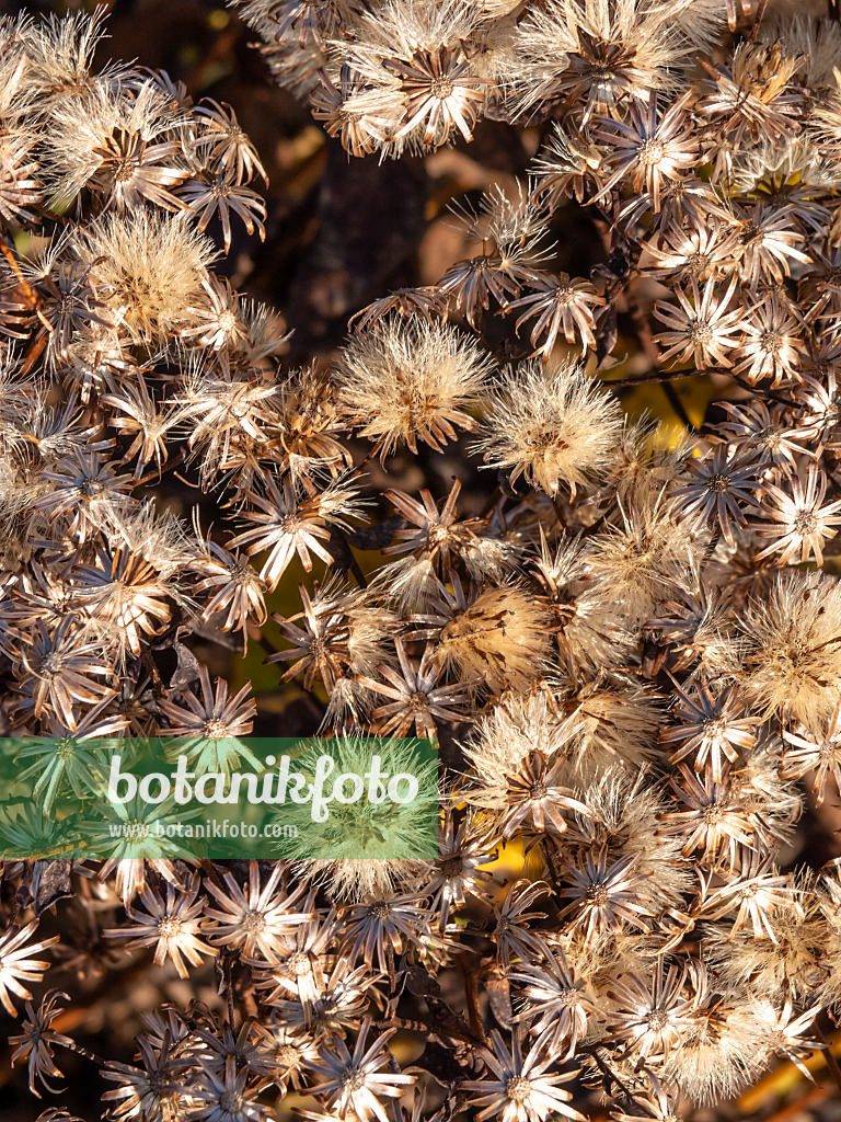 431063 - White wood aster (Aster divaricatus)
