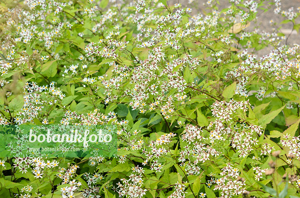 535089 - White wood aster (Aster divaricatus)