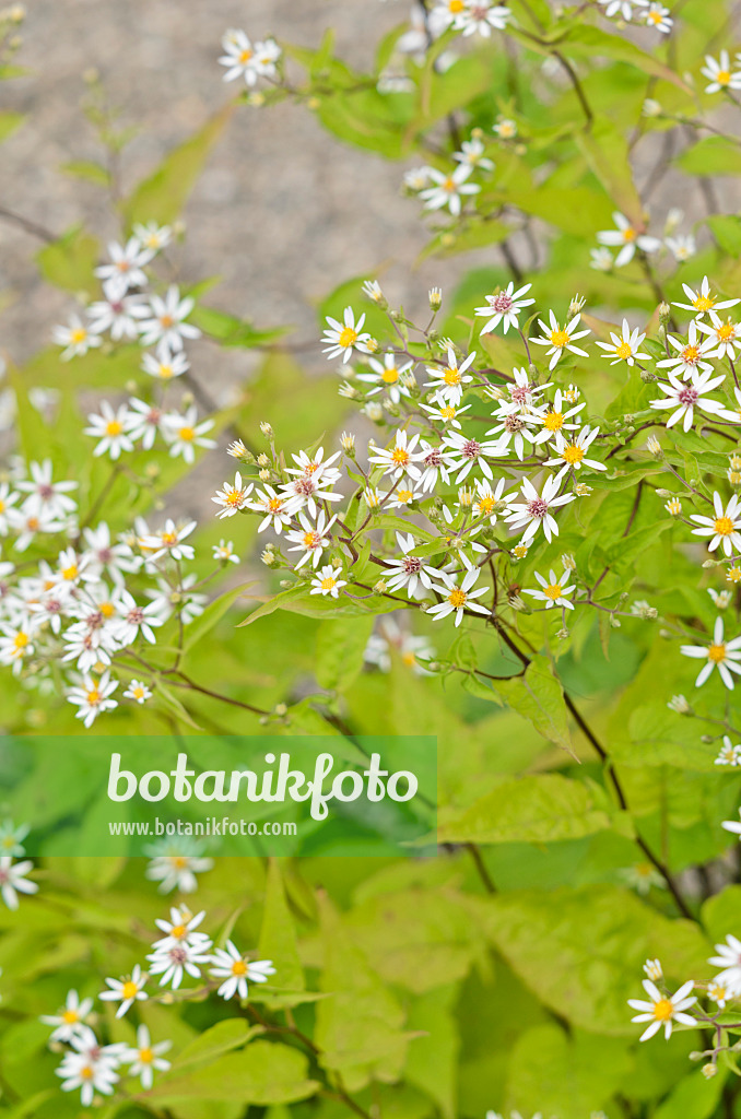 535090 - White wood aster (Aster divaricatus)