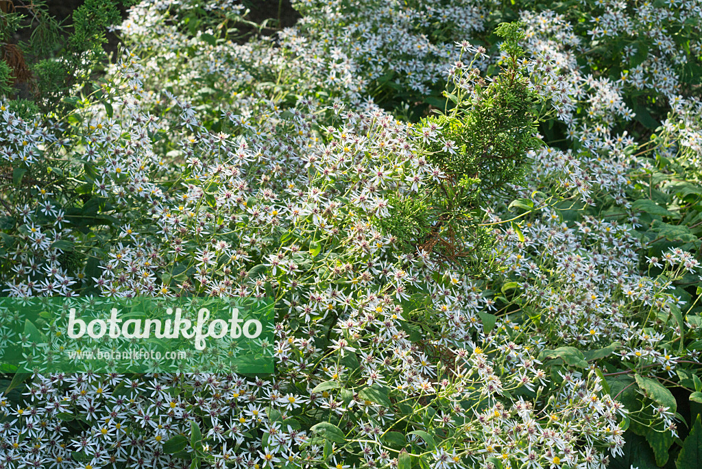595030 - White wood aster (Aster divaricatus)
