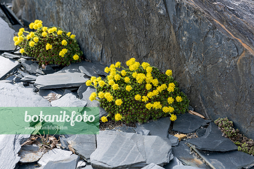 616386 - Whitlow grass (Draba bruniifolia)