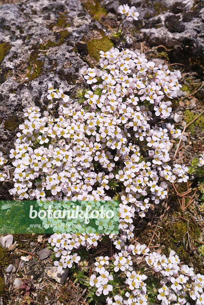 601022 - Whitlow grass (Draba dedeana)