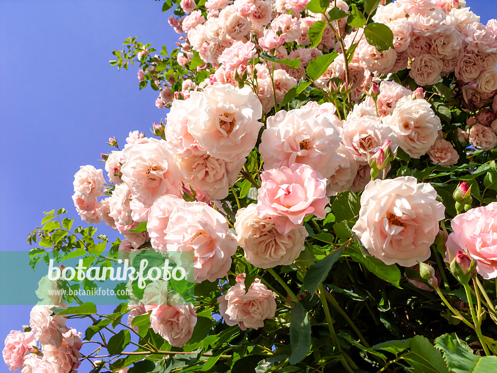 461044 - Wichuraiana rose (Rosa Johanna Röpke)