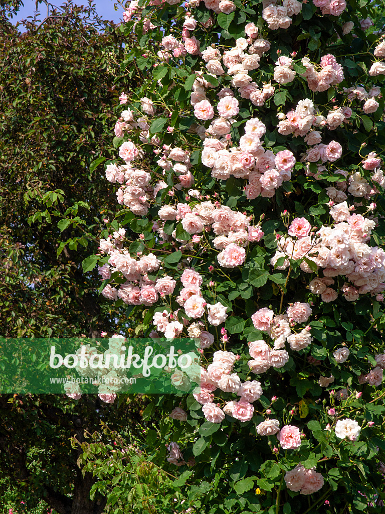 461047 - Wichuraiana-Rose (Rosa Johanna Röpke)