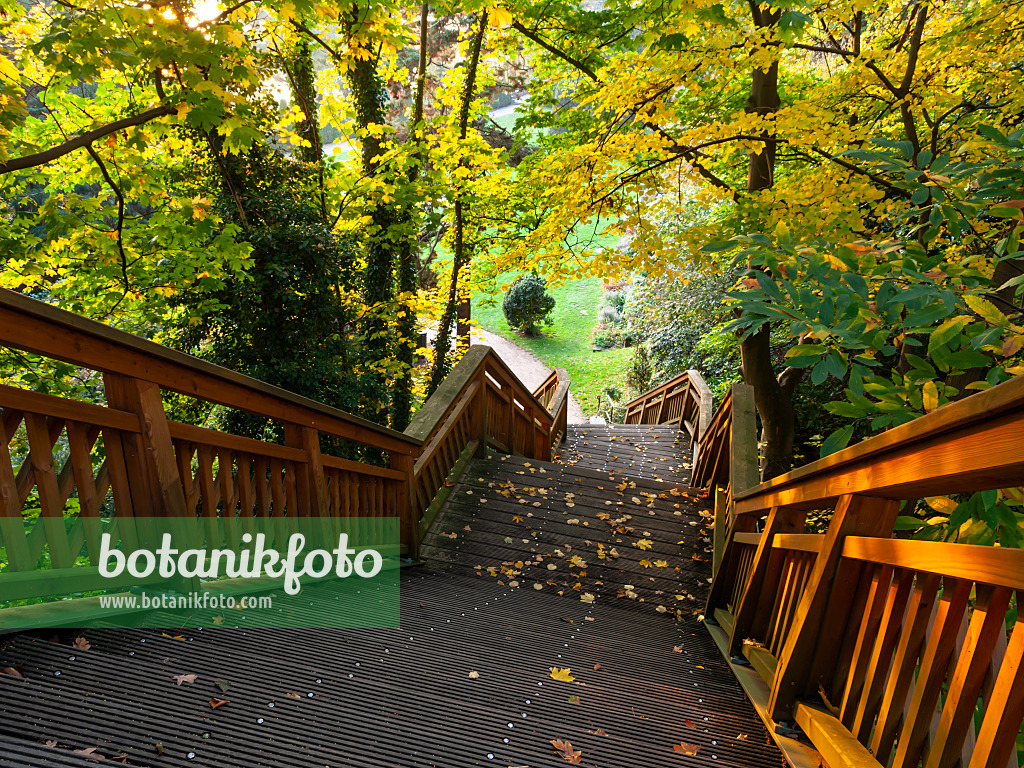 465303 - Wide steep wooden staircase with wooden railing under autumnal trees, Römischer Garten, Hamburg, Germany